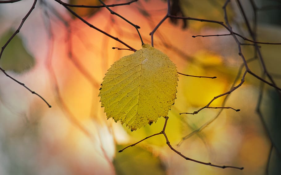 leaves, beech, autumn, mood, fall color, bright, atmospheric HD wallpaper