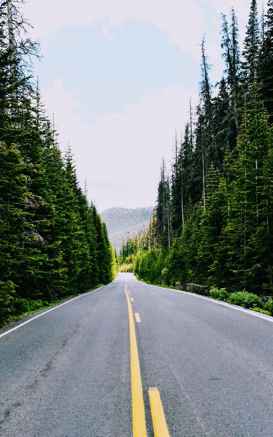 concrete road between trees, transportation, road marking, symbol HD wallpaper