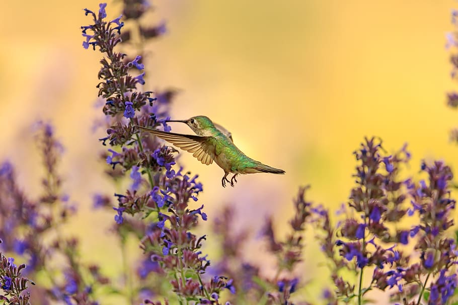 Green Hummingbird Flying Near at Lavender Flower, bloom, blooming HD wallpaper