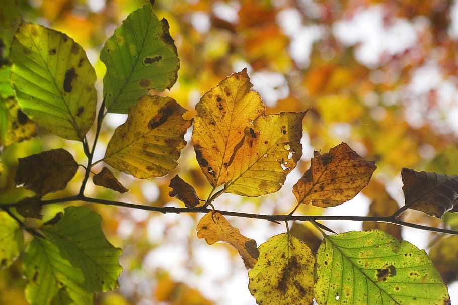 autumn, leaf, forest, nature, fall, tree, colorful, mood, texture HD wallpaper