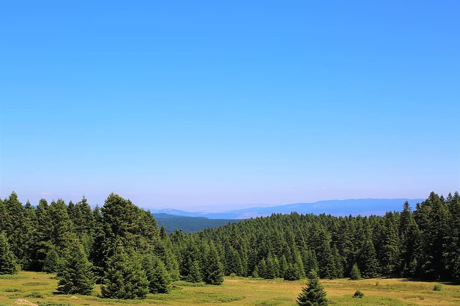 forest, mountains, landscape, nature, sky, trees, uzaklar, plant HD wallpaper