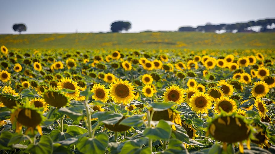 sunflower, summer, yellow, field, helianthus, agriculture trade company HD wallpaper