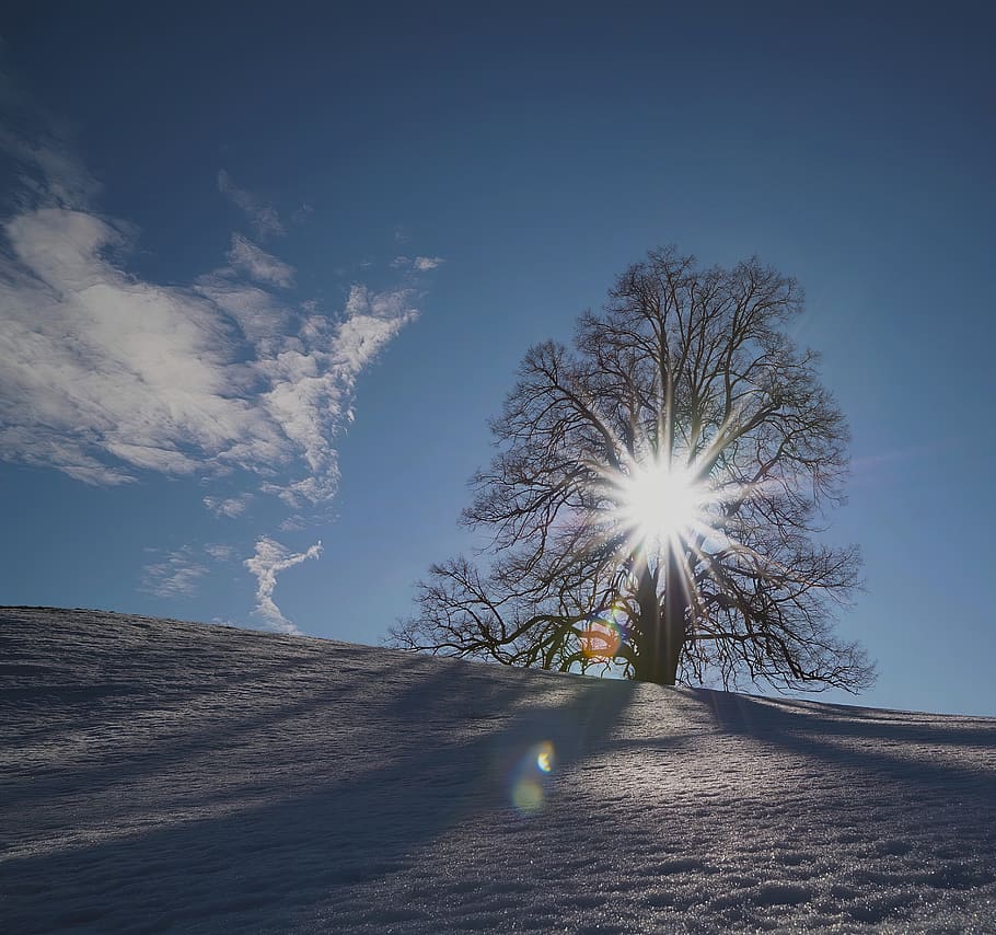 bare tree, sky, nature, sunlight, road, transportation, plant HD wallpaper