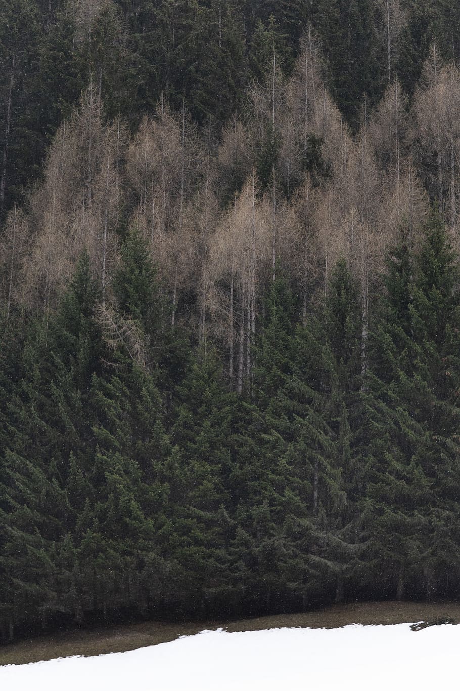 Green Pine Trees Scenery, colors, daylight, daytime, environment HD wallpaper