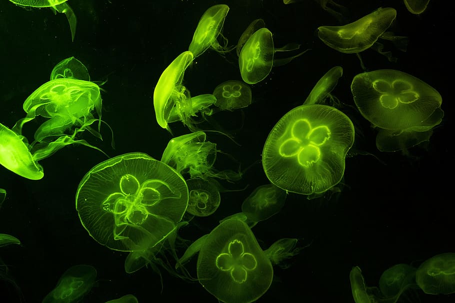 Underwater Photography of Green Jelly Fish, abstract, biology