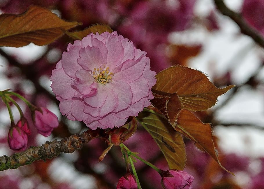 spring, pink, flowers, plant, summer, close up, natural, bloom HD wallpaper
