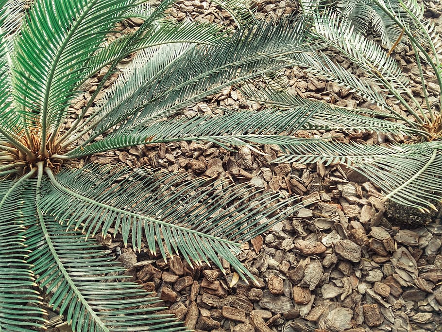 nature, tree, leaf, green color, no people, plant, plant part HD wallpaper