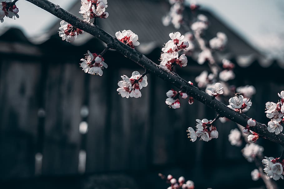 Cherry Blossom Trees Wallpaper 4K, Purple Flowers, Pathway, Park