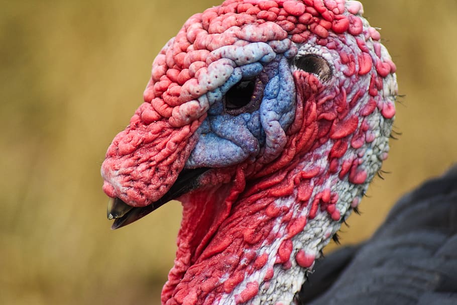 turkey, angry, animal, beak, bird, closeup, colorful, domestic