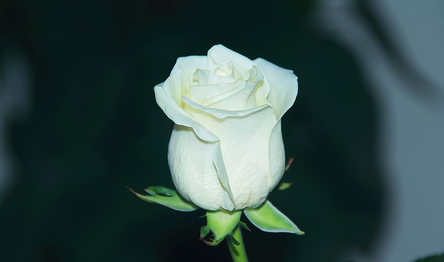 flower, nature, flora, leaf, rose, closeup, desktop, color, HD wallpaper