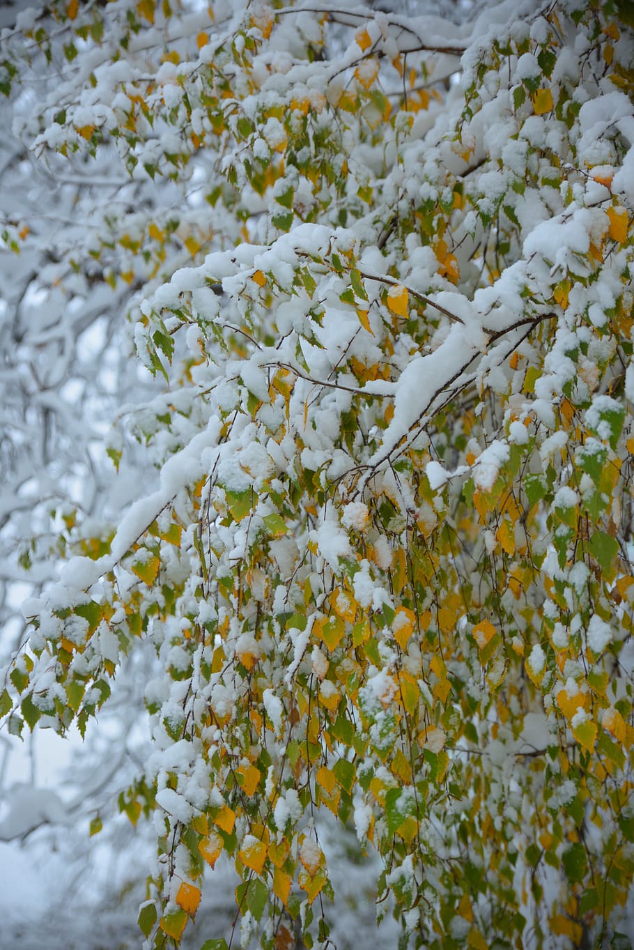 snow, automn, fall, tree, leaves, plant, flowering plant, beauty in nature HD wallpaper