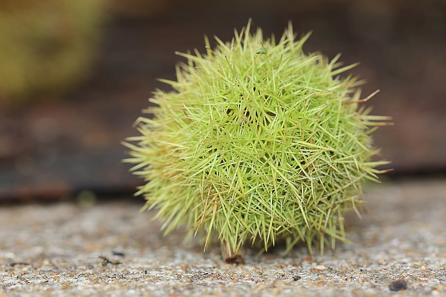 chestnut, nature, fruit, tree, bugs, fall, spiked, close-up HD wallpaper