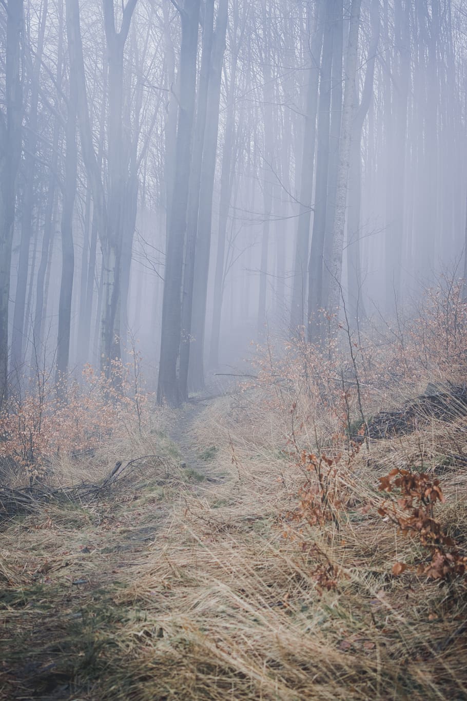 fall, grass, trees, scary, moody, fog, forest, foggy, plant HD wallpaper