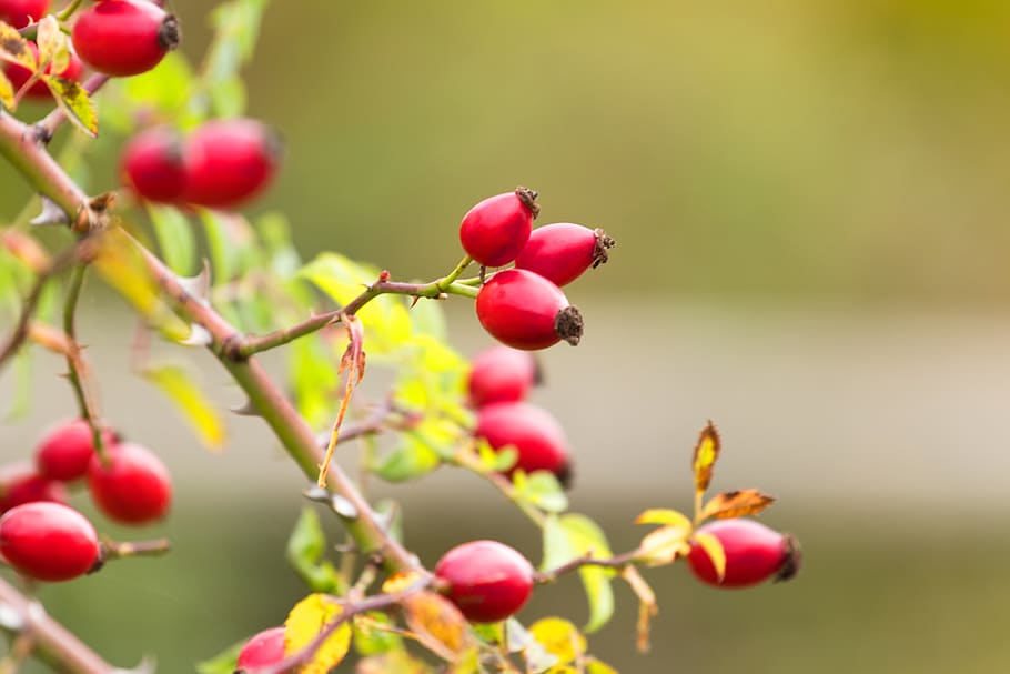 red petaled flower, fruit, healthy eating, food and drink, growth HD wallpaper