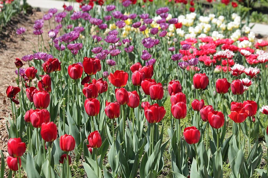 tulips, red, white, lilac, flowers, spring, beauty, nature HD wallpaper