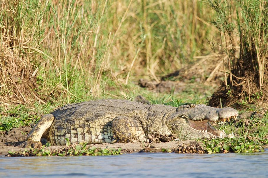 malawi, usa, animal wildlife, animals in the wild, reptile HD wallpaper