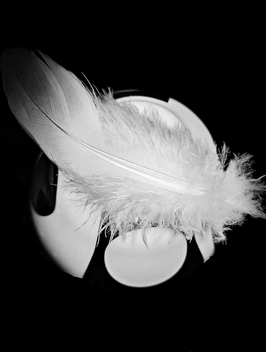 feather, bird feather, down feather, white, fluffy, tender, HD wallpaper