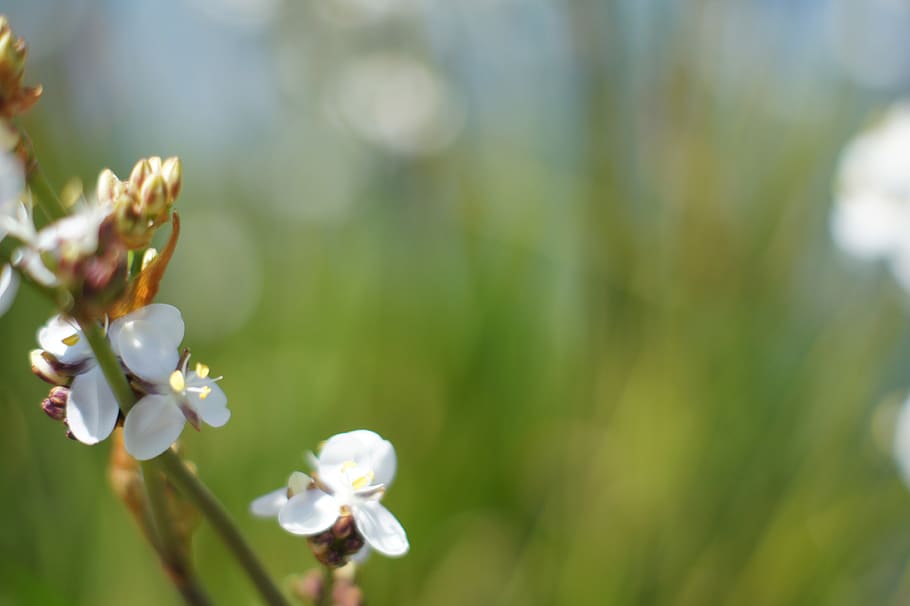 chile, puerto varas, flowers, plant, flowering plant, fragility HD wallpaper