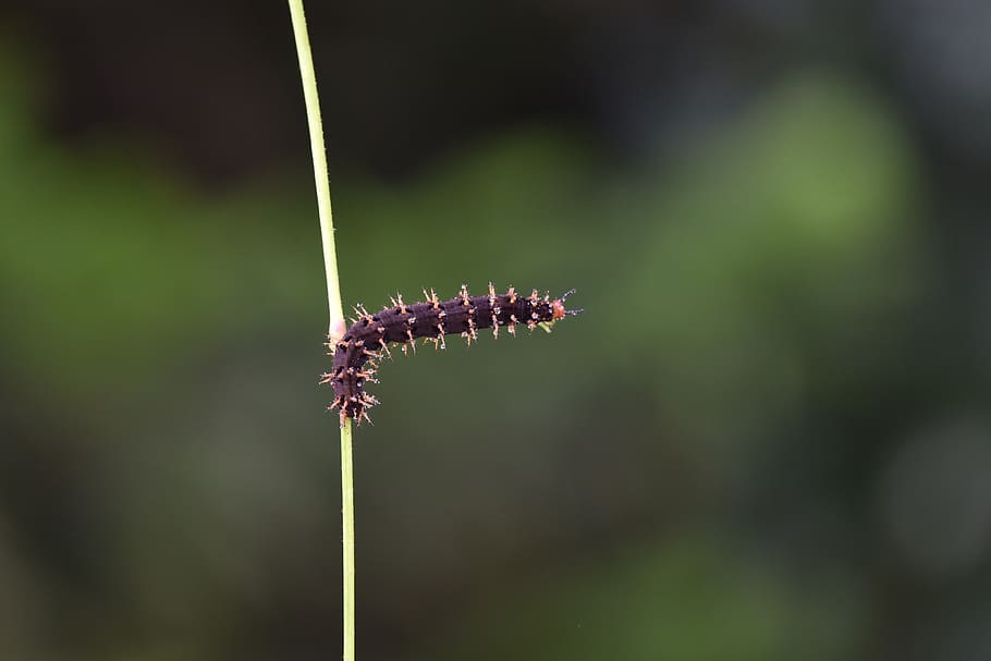 caterpillar, macro, doğa, nature, wild, plant, focus on foreground HD wallpaper