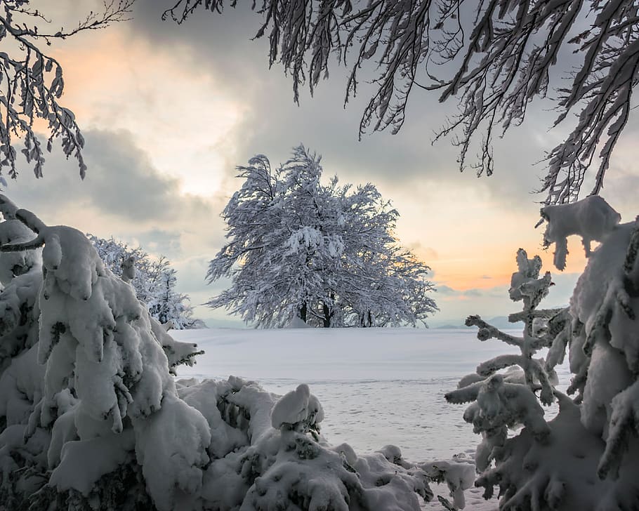 tree, sunset, pastel, snow, winter, evening, sky, clouds, mountains HD wallpaper