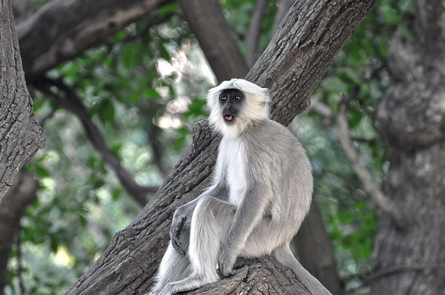Grey and White Monkey on Tree Branch, animal, animal photography