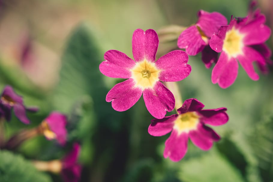 primrose, pink, flower, spring, nature, plant, garden, close up HD wallpaper