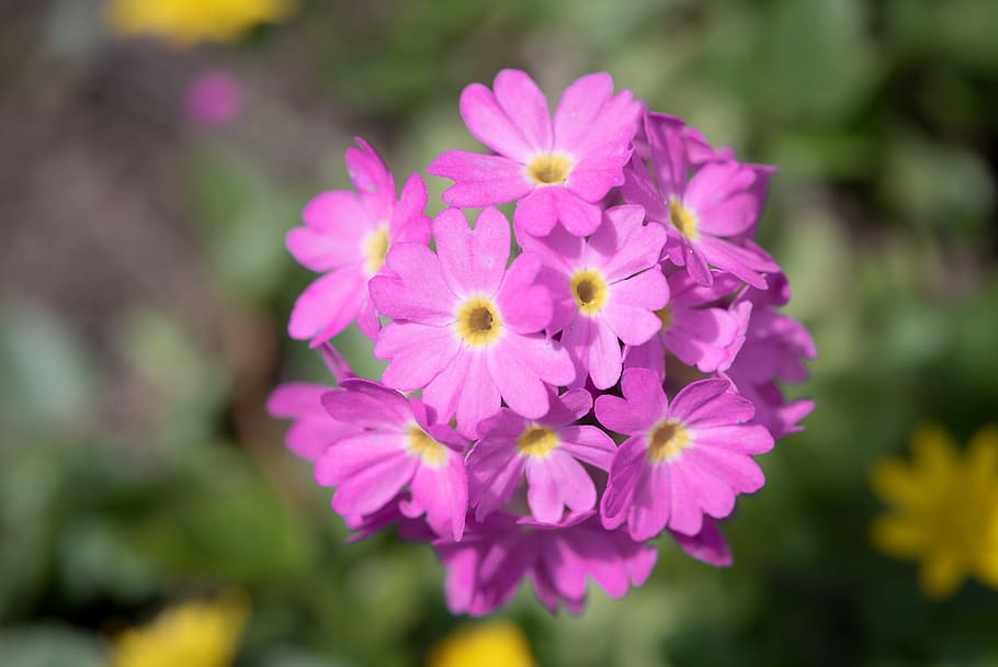 primrose, drumstick, blossom, bloom, pink, garden, in the garden HD wallpaper