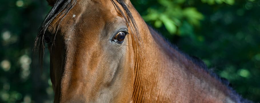 horse, look, close up, equine, œil, animal, animal themes HD wallpaper