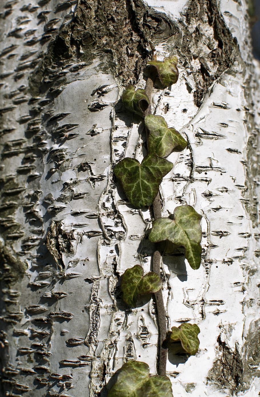 tree, plant, birch, ivy, texture, natural, botanical, outdoors HD wallpaper