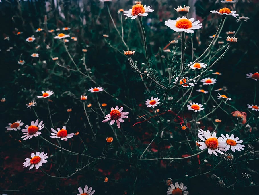 daisie, daisies, daisy, blue, orange, white, forest, garden HD wallpaper
