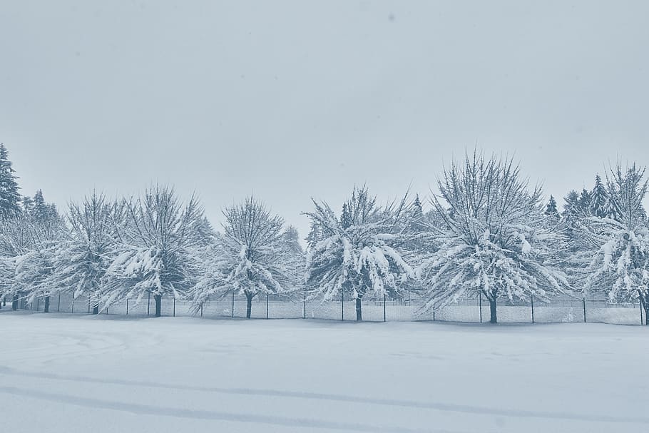 nature, outdoors, snow, winter, storm, blizzard, us, tumwater HD wallpaper