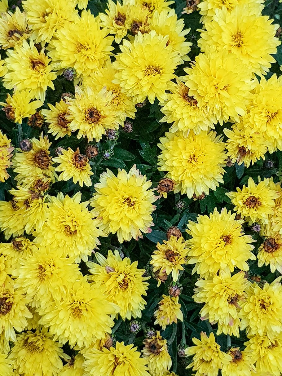 flowers, yellow, fall, flowering plant, fragility, vulnerability HD wallpaper