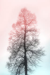 Photo of a Dry Tree, bark, tree branches, trunk, bare tree, plant HD wallpaper