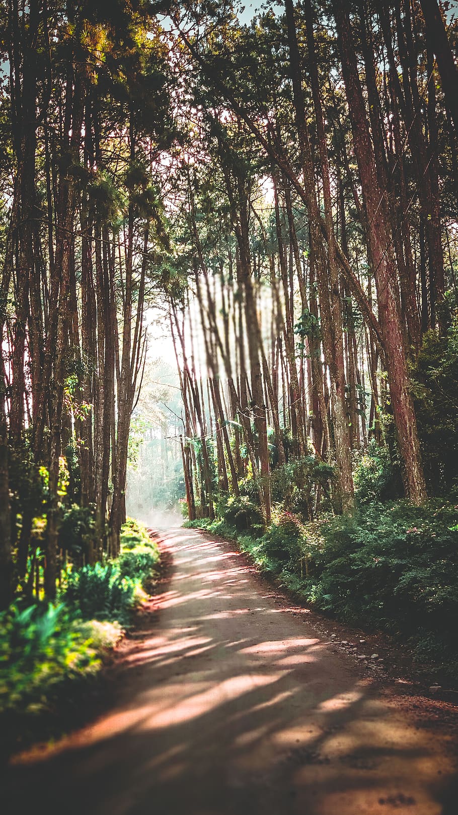 gray pathway, plant, tree, trail, vegetation, outdoors, woodland HD wallpaper