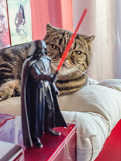 cats with lightsabers wallpaper
