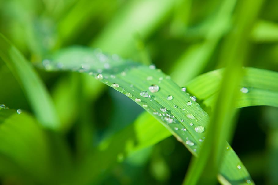 con2011, background, field, fresh, garden, grass, green, growth HD wallpaper