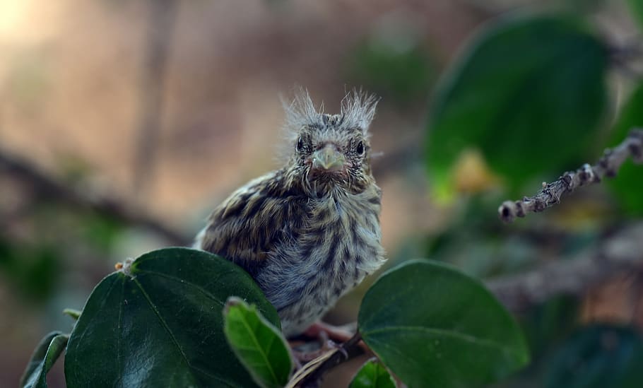 bird, chicks, nest escape, small, young, feather, curiosity HD wallpaper