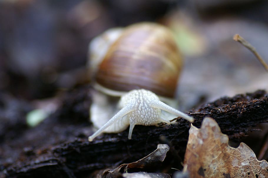 slug, seashell, mark, snail, helix pomatia, animal themes, animal wildlife HD wallpaper