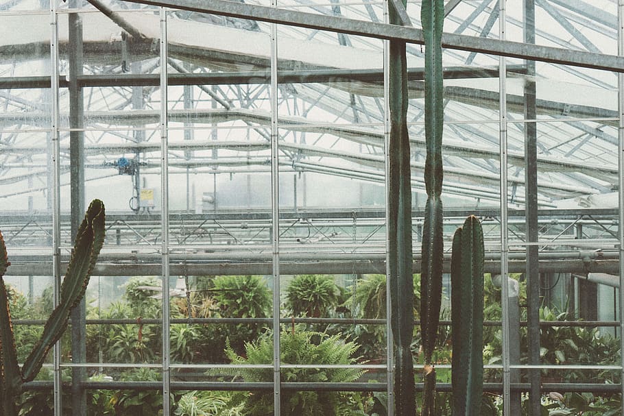 green plants inside building, greenhouse, garden, outdoors, burlington HD wallpaper
