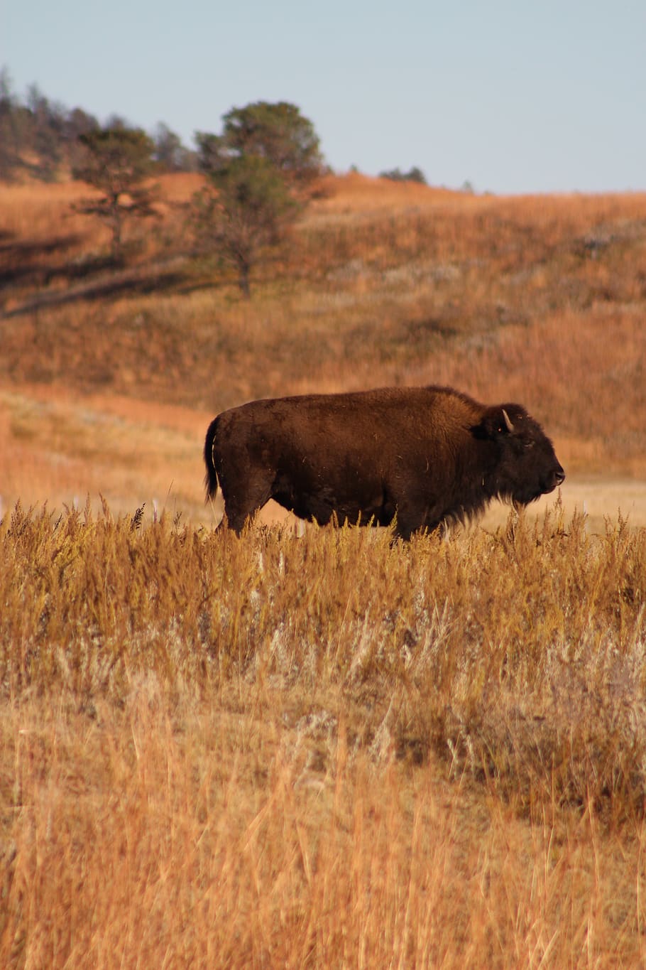 Selective Focus Photography of Bison, animal, field, grass, grassland HD wallpaper