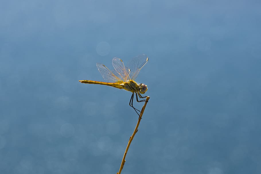 dragonfly, insect, macro, wings, golden, golden wings, filigree HD wallpaper