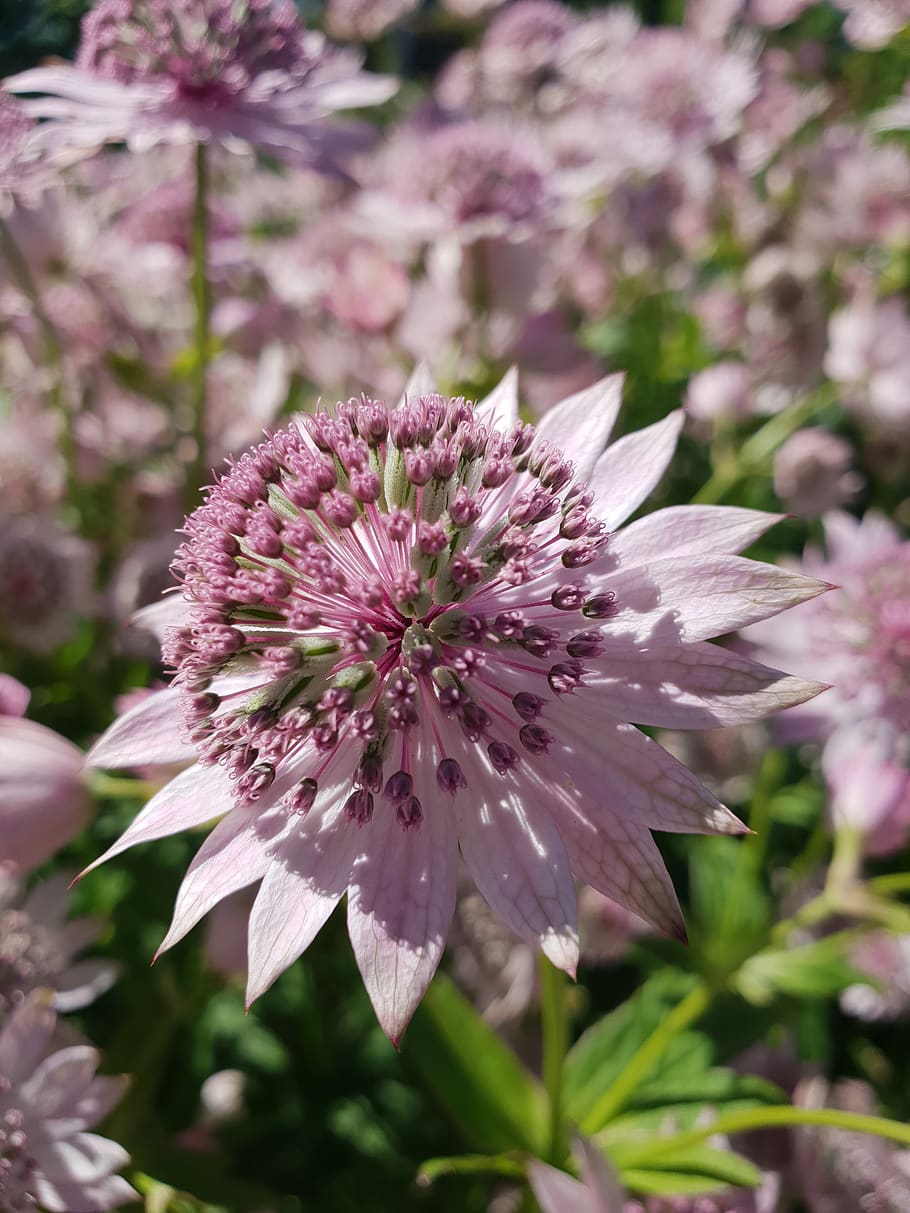 flower, lavender, plants, grass, nature, garden, botany, flowering plant HD wallpaper