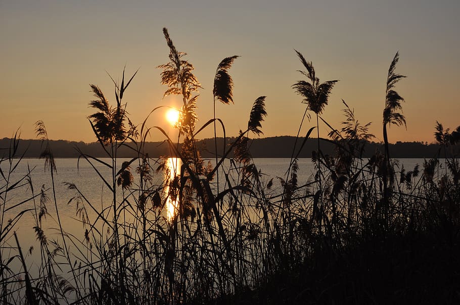 sunset, marsh, landscape, nature, sky, beauty in nature, tranquility HD wallpaper