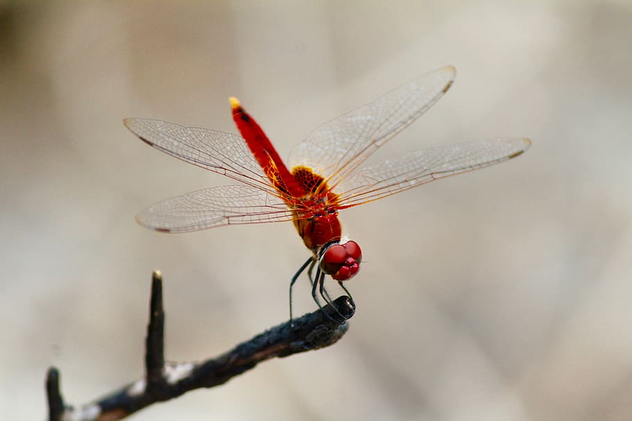 red dragonfly pollinating on tree branch, insect, invertebrate HD wallpaper