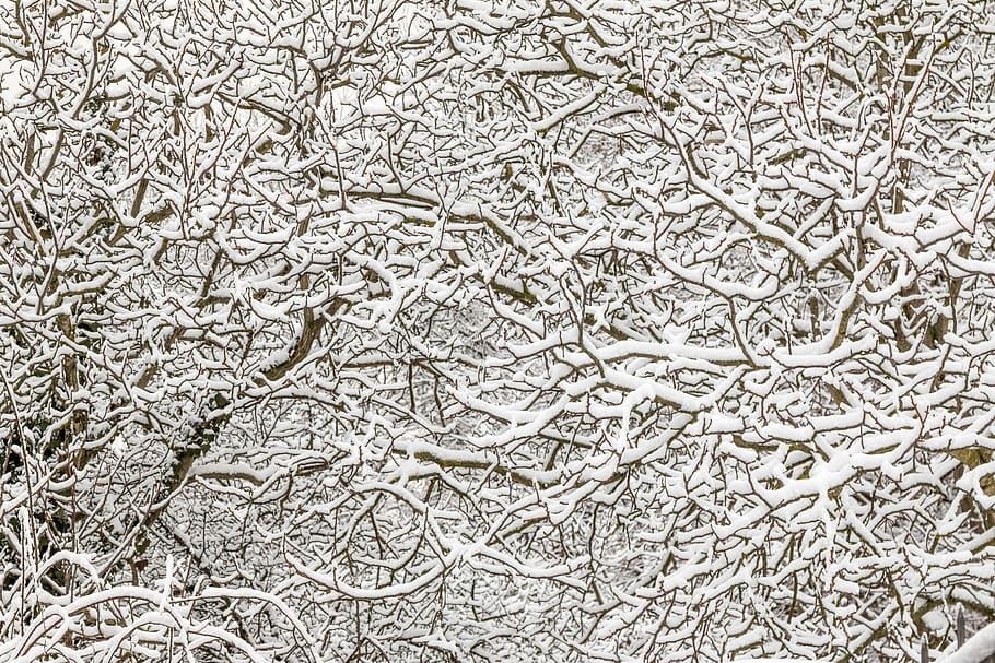 winter, snow, branches, tree, nature, cold, white, outdoors HD wallpaper
