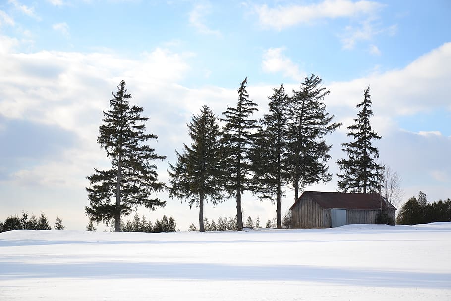 tree, snow, air, canada, barn, winter, cold temperature, sky HD wallpaper