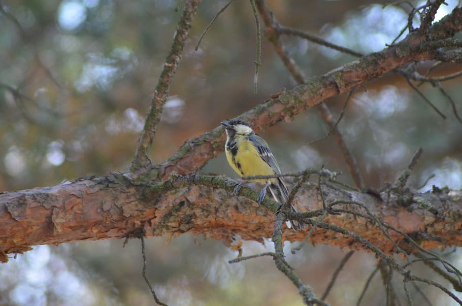 bird, tit, coal, yellow, nature, tree, branch, animal themes HD wallpaper