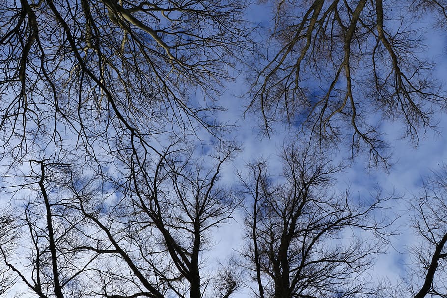 trees, treetops, branches, air, winter, bare trees, forest HD wallpaper