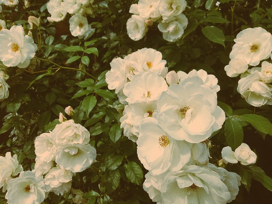 white petaled flowere, plant, geranium, blossom, rose, acanthaceae, HD wallpaper