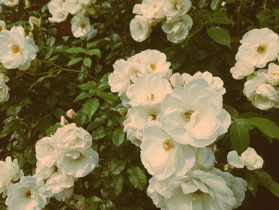 white petaled flowere, plant, geranium, blossom, rose, acanthaceae HD wallpaper